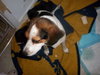 Brittany - ADOPTED 07.31.11