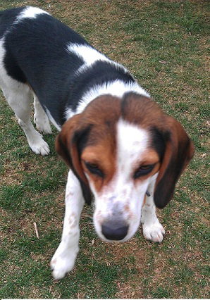 Brittany - ADOPTED 07.31.11