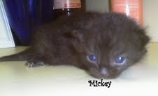 A-Litter Mickey-ADOPTED-4.23.11