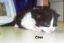 A- Litter Oreo-ADOPTED-4.22.11
