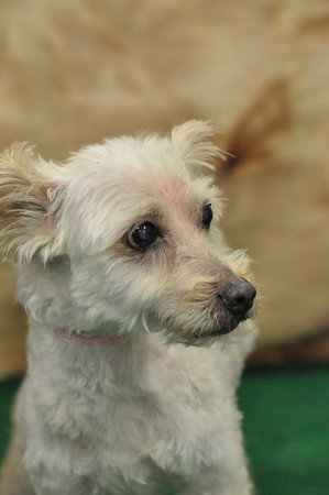 Nora - ADOPTED 09.04.11