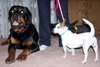 Skuttlebutt - ADOPTED 08.27.12
