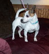 Skuttlebutt - ADOPTED 08.27.12