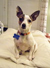 Skuttlebutt - ADOPTED 08.27.12