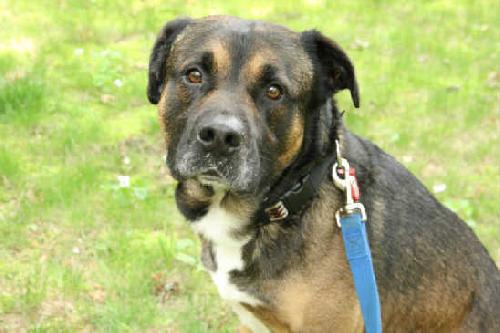 Telly - ADOPTED 07.21.11
