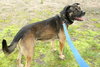 Telly - ADOPTED 07.21.11