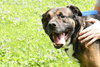 Telly - ADOPTED 07.21.11