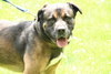 Telly - ADOPTED 07.21.11
