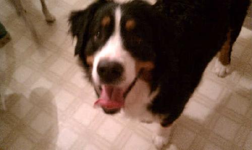 Maximus - ADOPTED 04.16.11