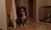 Maximus - ADOPTED 04.16.11