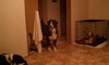 Maximus - ADOPTED 04.16.11