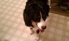 Maximus - ADOPTED 04.16.11