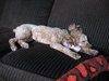 Dudley-ADOPTED-1.22.12