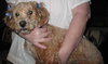Dudley-ADOPTED-1.22.12