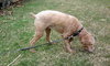 Dudley-ADOPTED-1.22.12