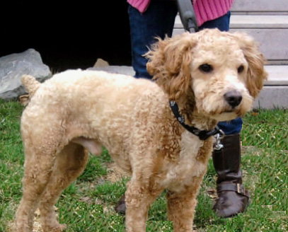 Dudley-ADOPTED-1.22.12