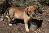 Me Fat - ADOPTED 04.17.11