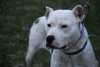 Miss Daisy - ADOPTED 07.05.11