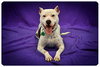 Miss Daisy - ADOPTED 07.05.11