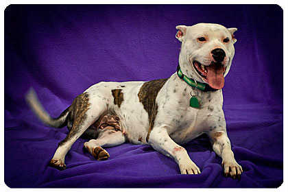 Miss Daisy - ADOPTED 07.05.11