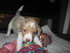 Dc Litter-Peter Pan - ADOPTED 05.01.11