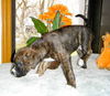 Ec Litter-Paws - ADOPTED 05.03.11