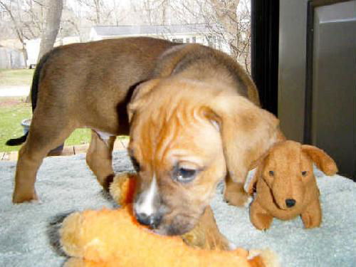 Ec Litter-Ernie - ADOPTED 05.01.11