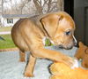 Ec Litter-Ernie - ADOPTED 05.01.11