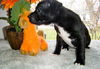 Ec Litter-Sparkle - ADOPTED 05.09.11