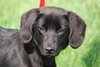 Marigold-ADOPTED-4.26.11