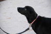 Marigold-ADOPTED-4.26.11