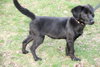 Marigold-ADOPTED-4.26.11