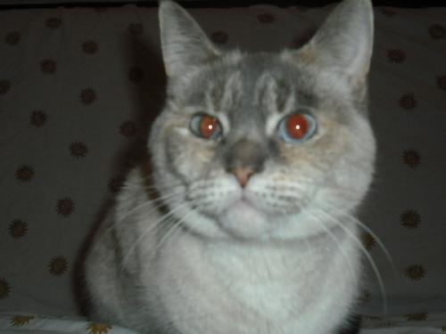 Isis-blue eyed ! 