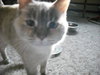 Isis-blue eyed ! 