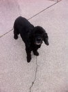 Sparky-$100-ADOPTED
