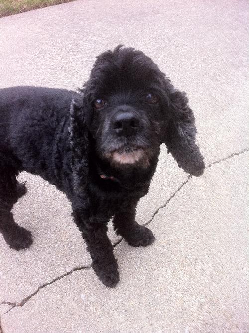 Sparky-$100-ADOPTED