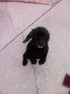 Sparky-$100-ADOPTED