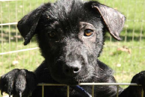 Blossom-ADOPTED-4.30.11
