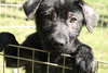 Blossom-ADOPTED-4.30.11