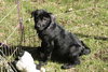 Blossom-ADOPTED-4.30.11