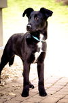 Fc Litter-Nelson-ADOPTED 5.26.11