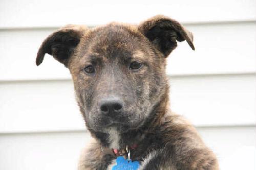 Tumbleweed - ADOPTED 05.02.11