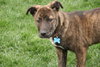 Tumbleweed - ADOPTED 05.02.11