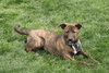 Tumbleweed - ADOPTED 05.02.11