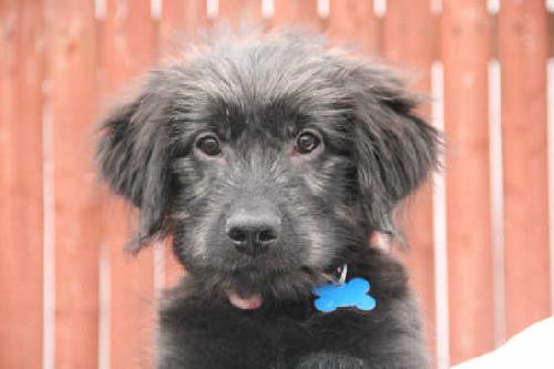 Melinda - ADOPTED 05.06.11