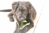 Melinda - ADOPTED 05.06.11
