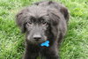 Melinda - ADOPTED 05.06.11
