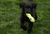 Melinda - ADOPTED 05.06.11