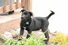 Gc Litter- Kalinda - ADOPTED 05.06.11