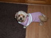 Tiffany-ADOPTED